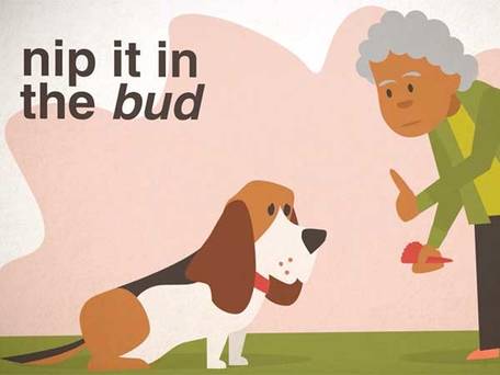 Nip it in the Butt or 'Nip it in the Bud? (Video) | Merriam-Webster